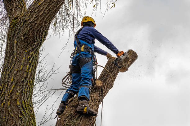 Best Tree and Shrub Care  in West Haven Sylvan, OR